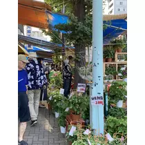 あみ