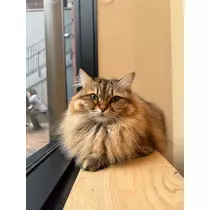 あいり