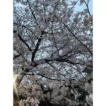 さやか