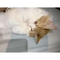 諸葛亮ねる