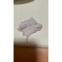 あんな