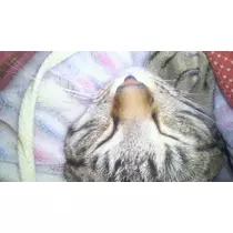 彩
