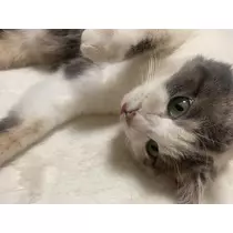 如月 みゆう