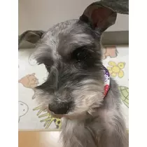 白石 愛莉