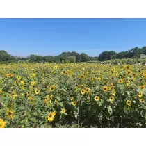 えみ