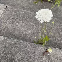 黒川 すみれ