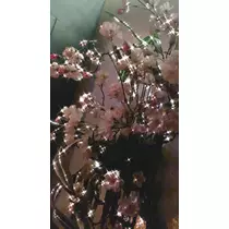恵里