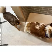 あいら