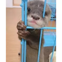 ティナ