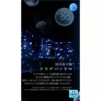 七星 夏純