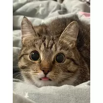ヴィヴィ