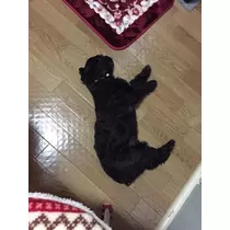 りょう