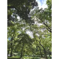 しずか