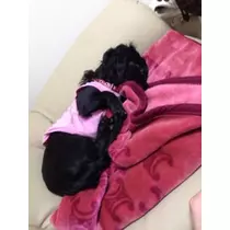 りえ