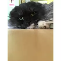 蓮見 リア