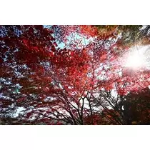 香川 ゆい