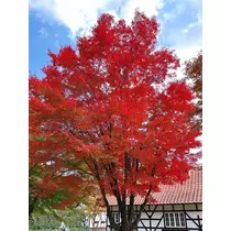 りょう
