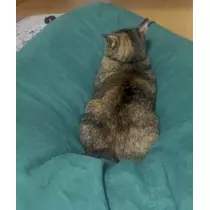セナ
