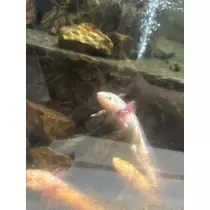 水田 まり