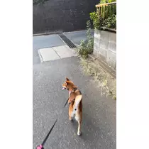 せら