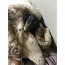 りえ