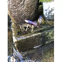 さくら
