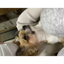 月乃 モモ
