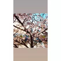 かれん