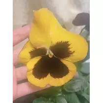 まこと