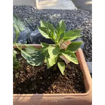 長瀬 純恋