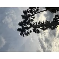 ユメ
