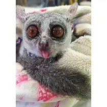 リリー