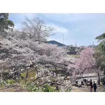 マイ