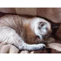 ひな