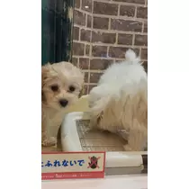 さき