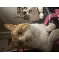 ほのか