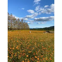 しおり