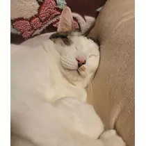 れおな