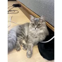 ふうか