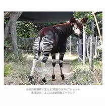 ひな