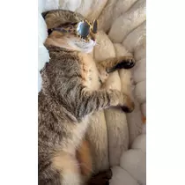 のぞみ