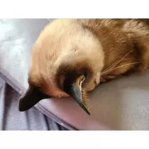 ひな