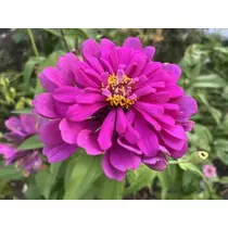 七星 夏純