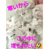 美穂