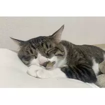 和田 わた
