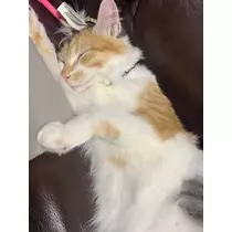 メイ