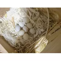 ちよママ