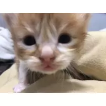 . みさと