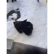 西園寺 ゆきみ