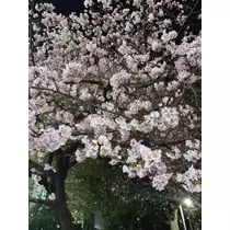 みーたん